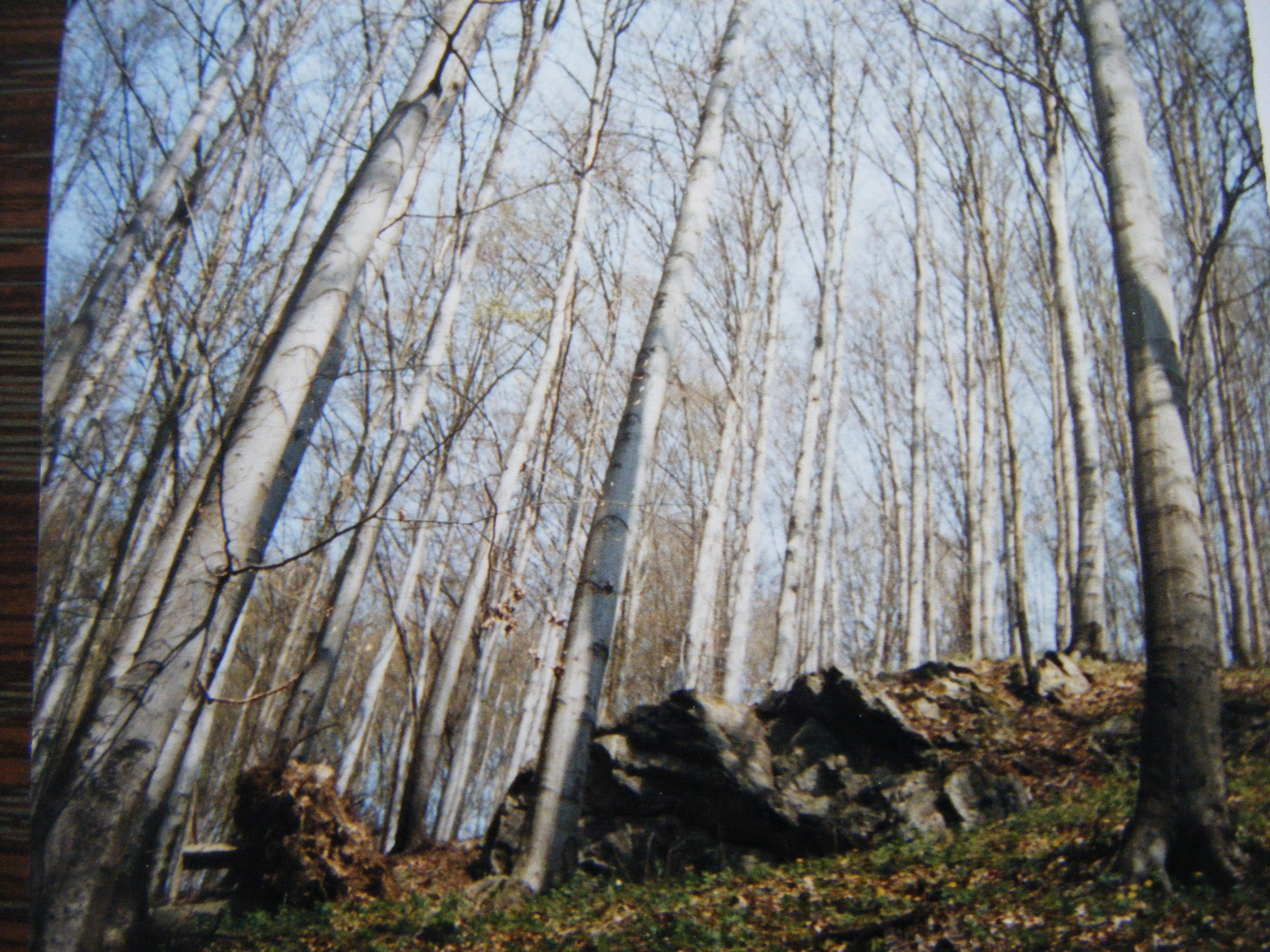 Moje photos 019.jpg