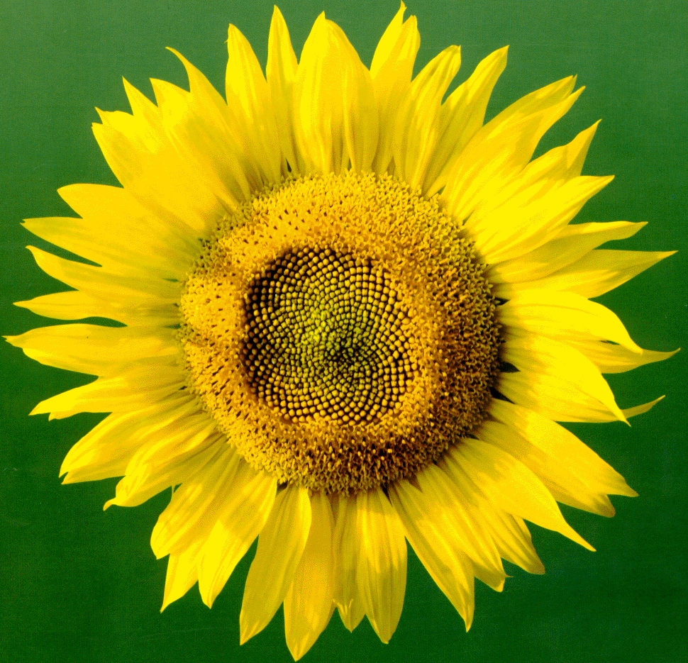 slnko1.gif